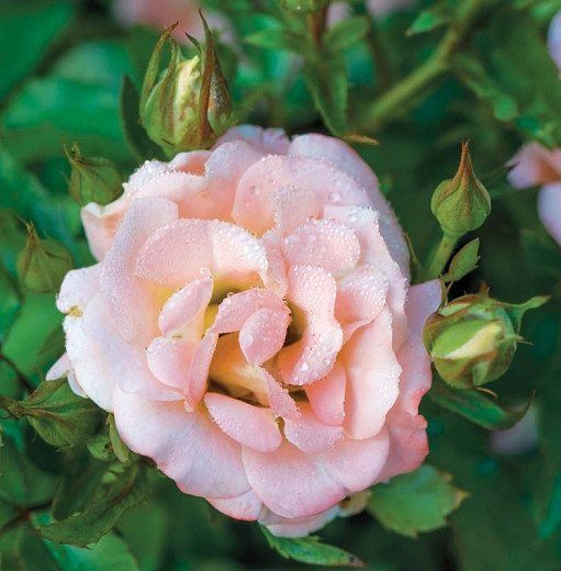 Rosa 'Peach Drift', Rose 'Peach Drift', Rosa 'Meiggili', Groundcover Roses, Coral roses, Orange Roses, Salmon Roses, Peach Roses